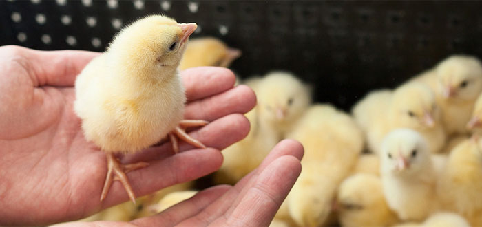 Cómo controlar la humedad o deshumidificar las áreas de pollos, pavos y otras aves de engorda para mejorar su calidad