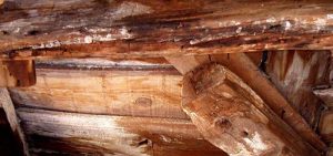Tipos de hongos que deterioran la madera y cómo eliminar o evitar la humedad en los objetos materiales más valiosos