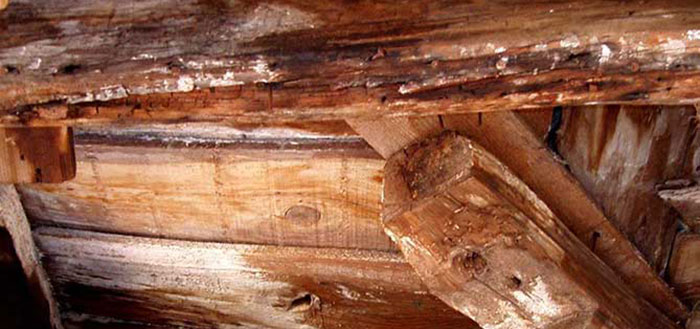 Tipos de hongos que deterioran la madera y cómo eliminar o evitar la humedad en los objetos materiales más valiosos
